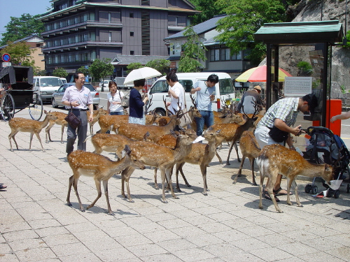 사람을 무서워하지 않는 사슴 무리 